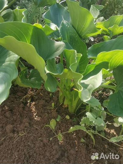 Каллы белые эфиопские