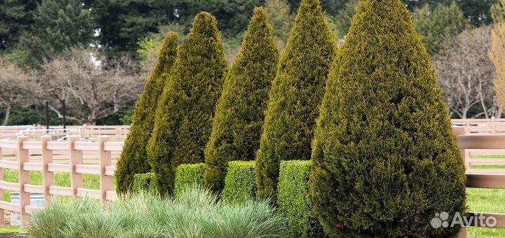 Туя для изгороди