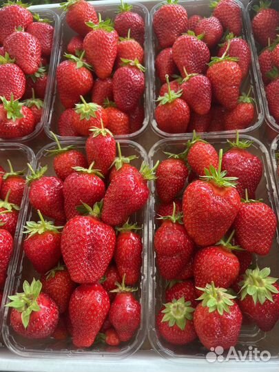 Клубника оптом от 100кг