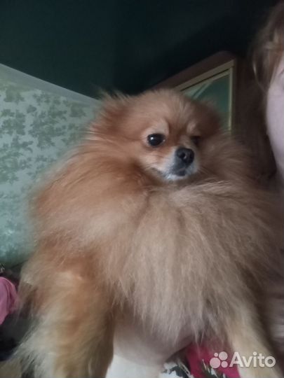 Померанский шпиц девочка