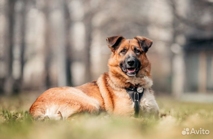 Собака в добрые руки