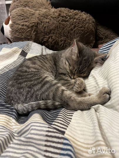 Котенок в дар