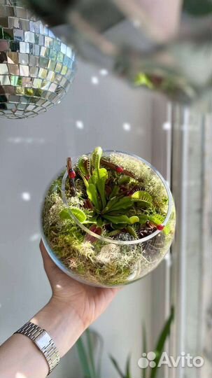 Флорариум с венериной мухоловкой