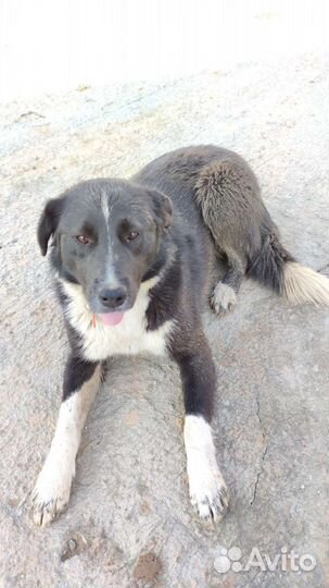 Верный друг в добрые руки отдам бесплатно