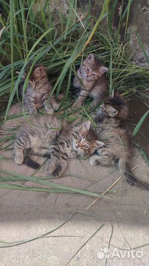 Котята в добрые руки бесплатно