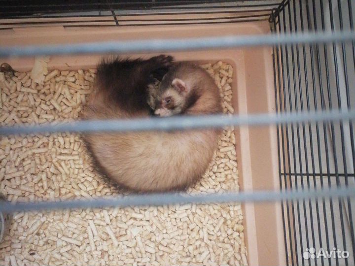 Хорек с клеткой