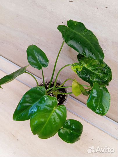 Филодендрон Бурле Макс вар