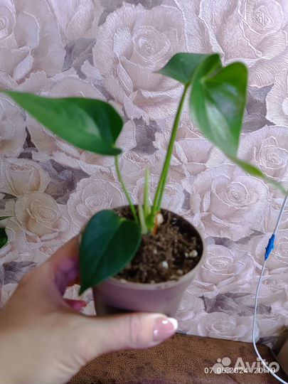 Антуриум белый и розовый.домашние кусты