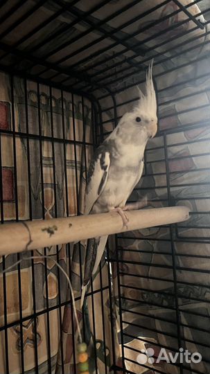 Попугай корелла