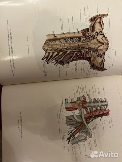 Атласы по анатомии будапешт 1973г