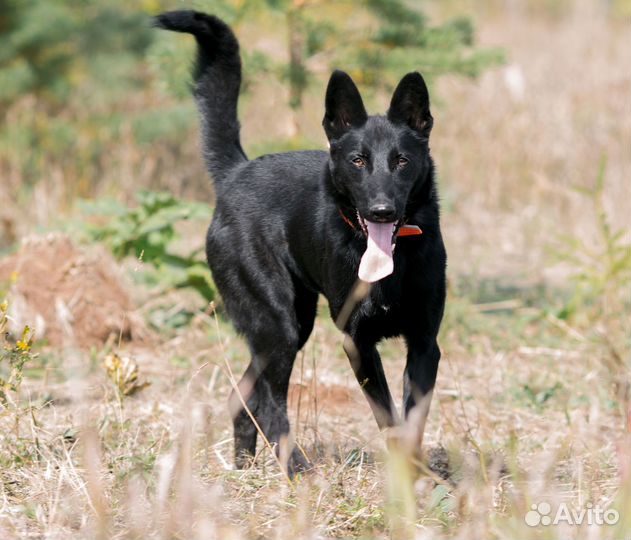 Умнейший пес Пацан