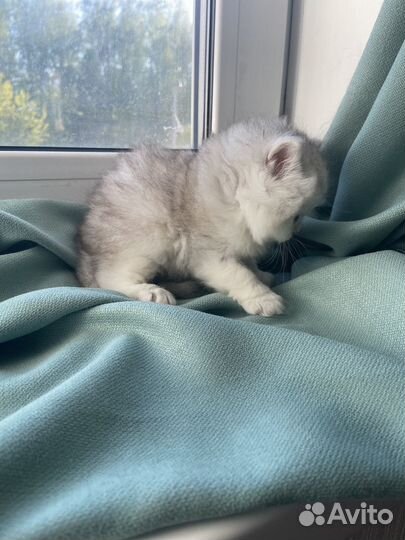 Кошка золотая шиншилла