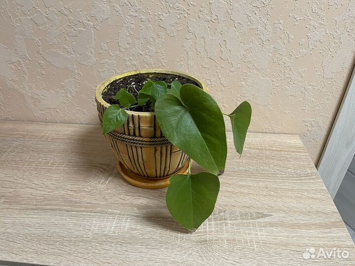 Комнатный цветок калатея антариум