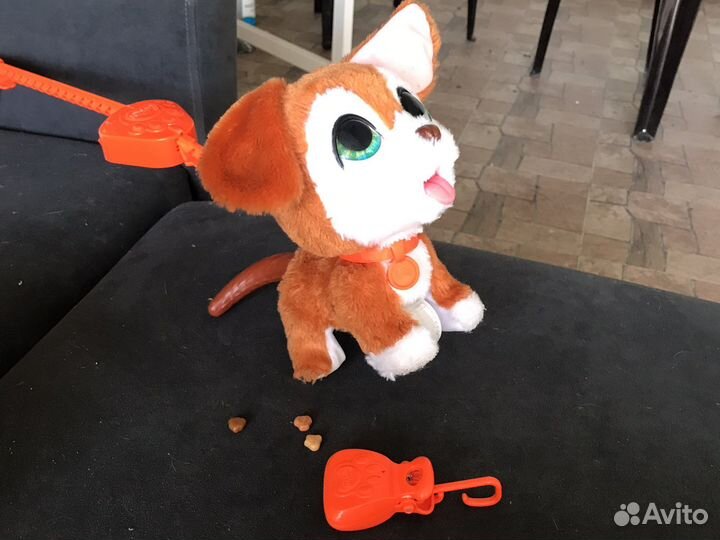 Какающая собака )