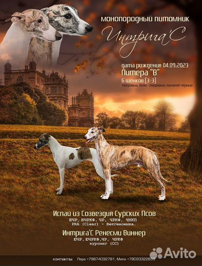 Щенки уиппета