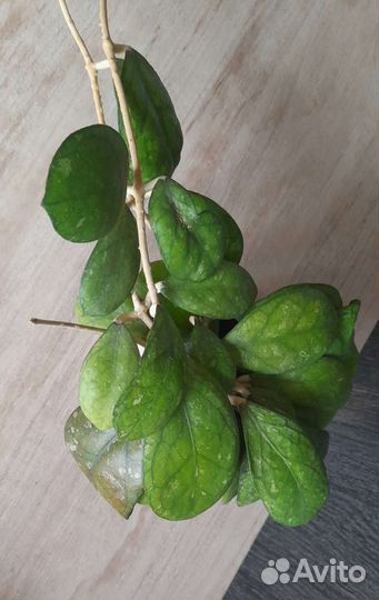 Хойя Лариса