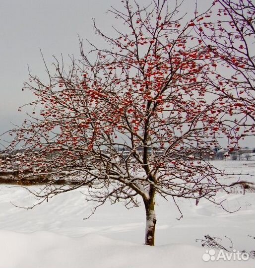 Рябина обыкновенная