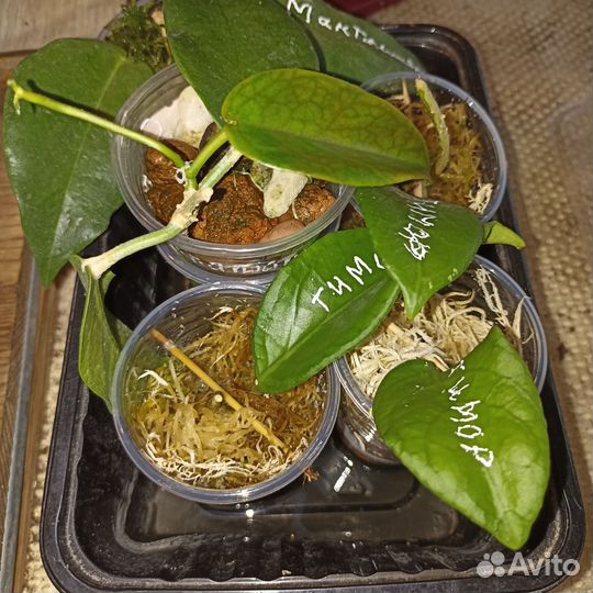 Хойя Макгилливрей. Хойя Тимор