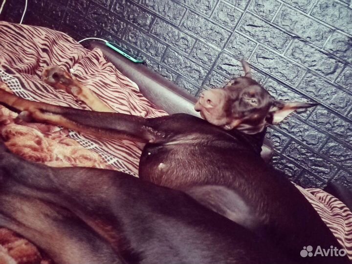 Доберман (вязка)