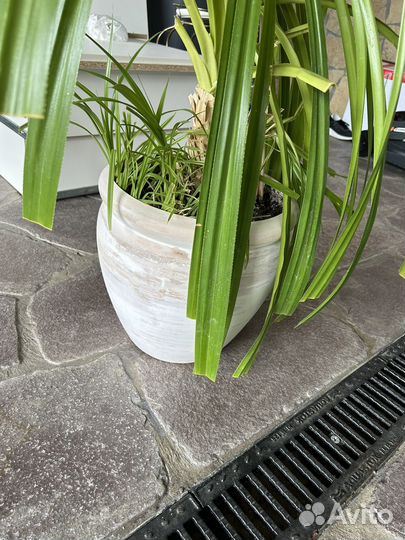 Горшок длЯ цветка