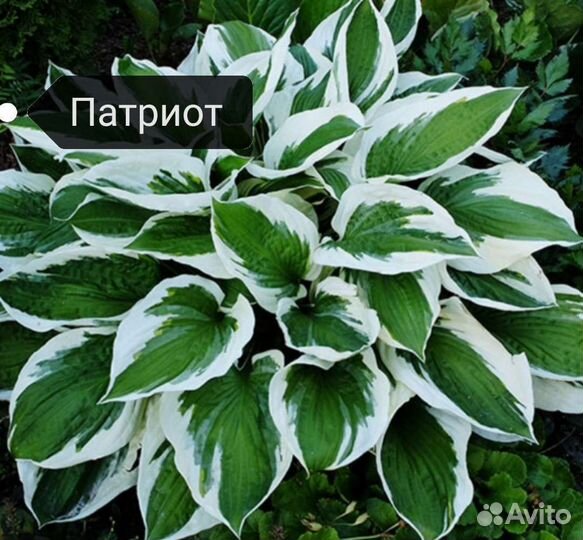 Хоста растение