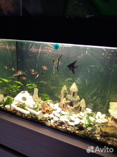Аквариум
