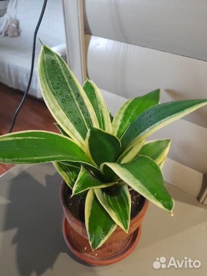 Сансевиерия