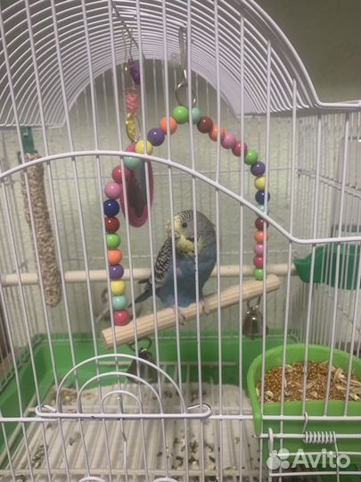 Волнистый попугай