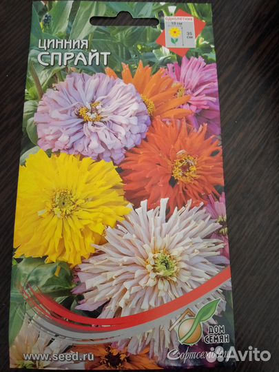 Циния Спрайт