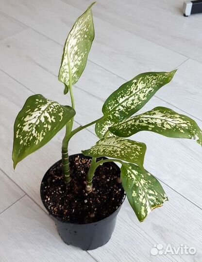 Диффенбахия