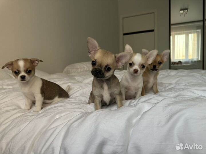 Щенки чихуахуа мини