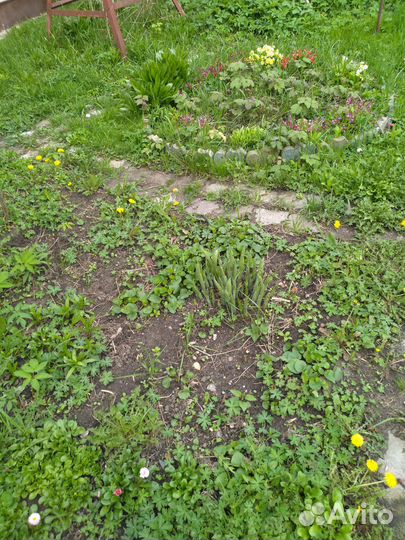 Хоста растение