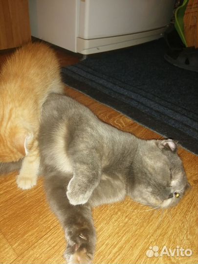 Котик в дар бесплатно