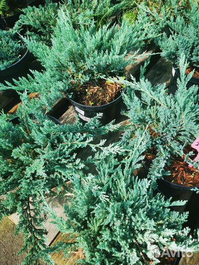 Саженцы хвойных и декоративно-лиственных растений