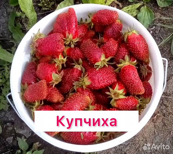 Рассада клубники купчиха