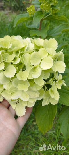 Гортензия Полярный медведь