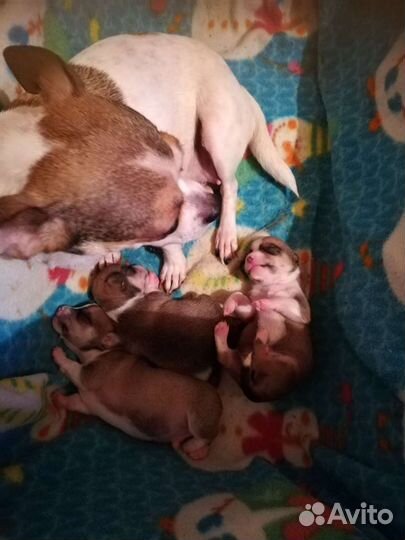 Супер мини чихуахуа