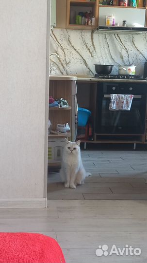 Кот в добрые руки