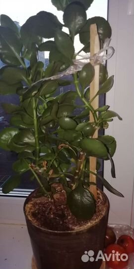 Растение Живое дерево