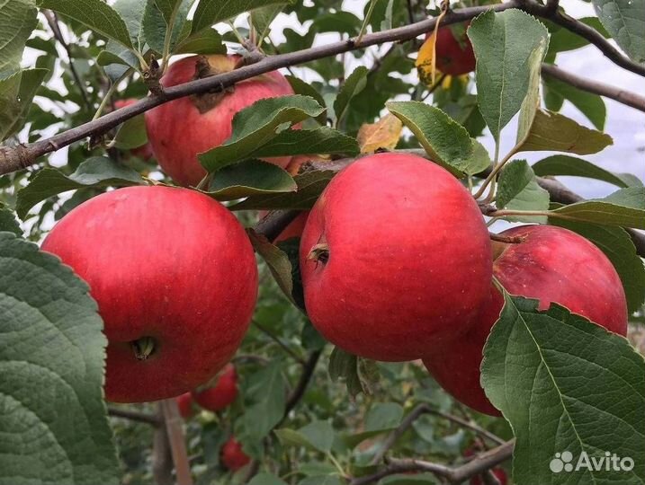 Саженцы яблони Красное раннее