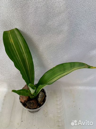 Сансевиерии