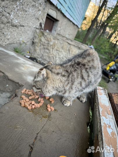 Шотландец вислоухий