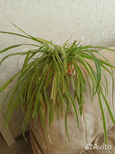 Хлорофитум