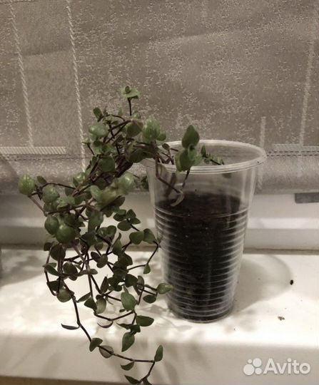 Традисканция