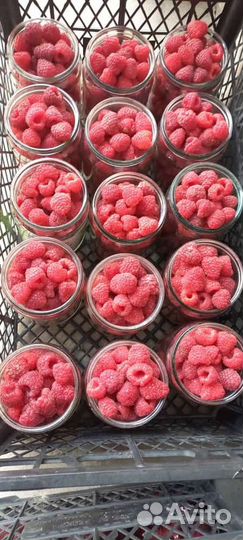 Малины (Полька)