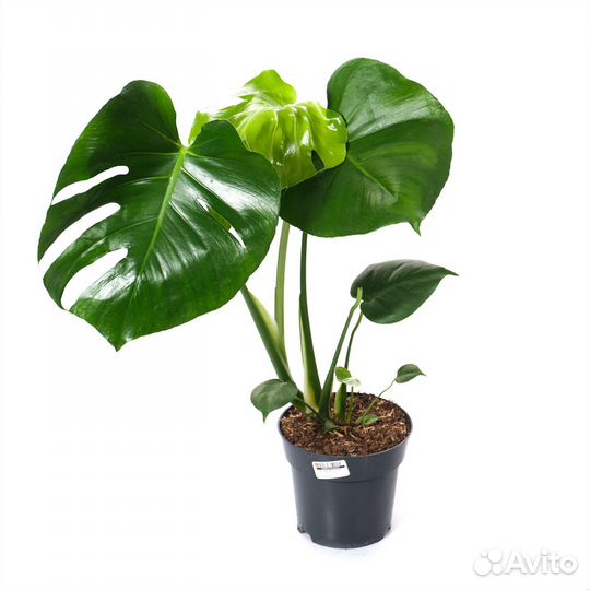 Комнатные растения для офиса