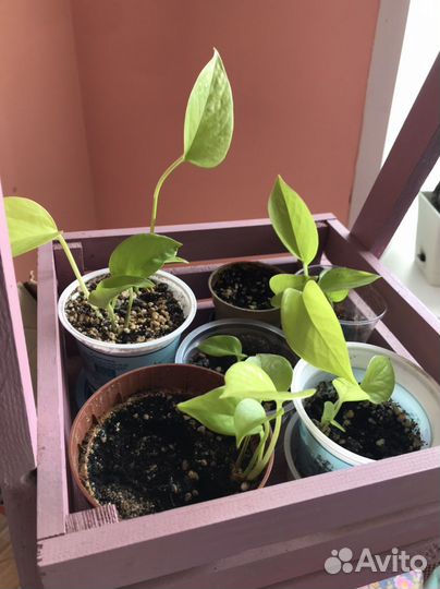 Комнатные растения