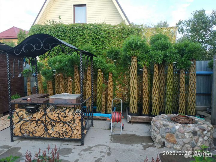 Плетеные деревья из ивы