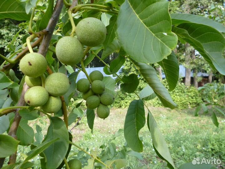 Саженцы грецкого ореха - зимостойкие