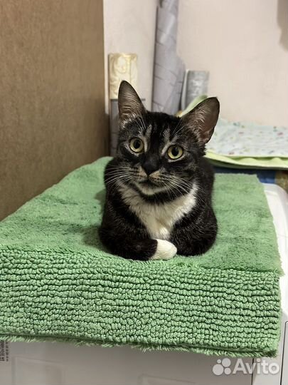 Кошечка в добрые руки